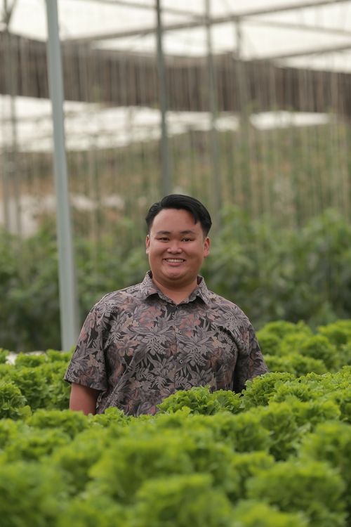 Free An adult man in a greenhouse surrounded by fresh, green lettuce. Ideal for agriculture and farming concepts. Stock Photo