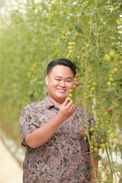Free Smiling man picking ripe tomatoes in a greenhouse setting. Stock Photo