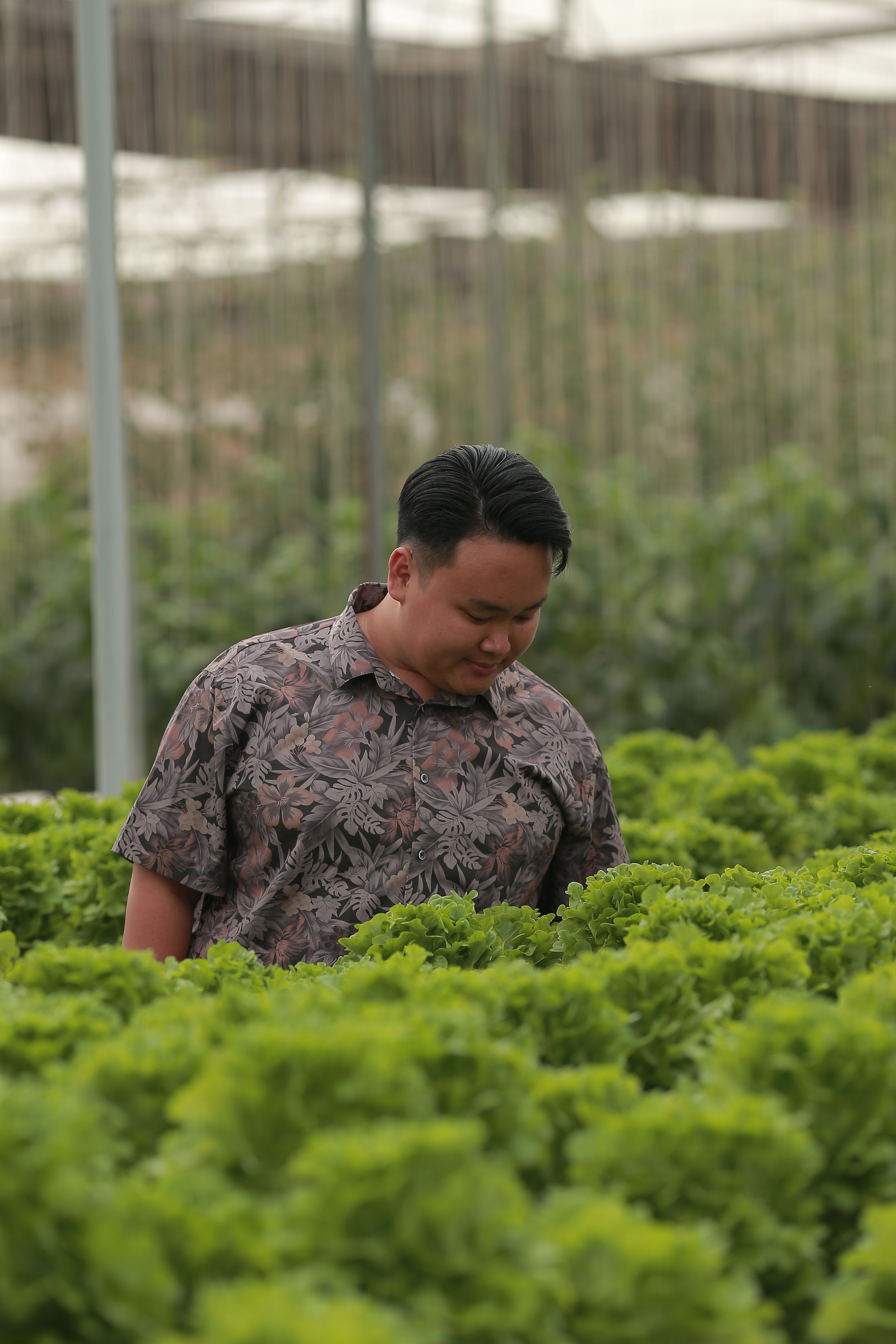 Agricultural specialist inspecting leafy crops in a greenhouse