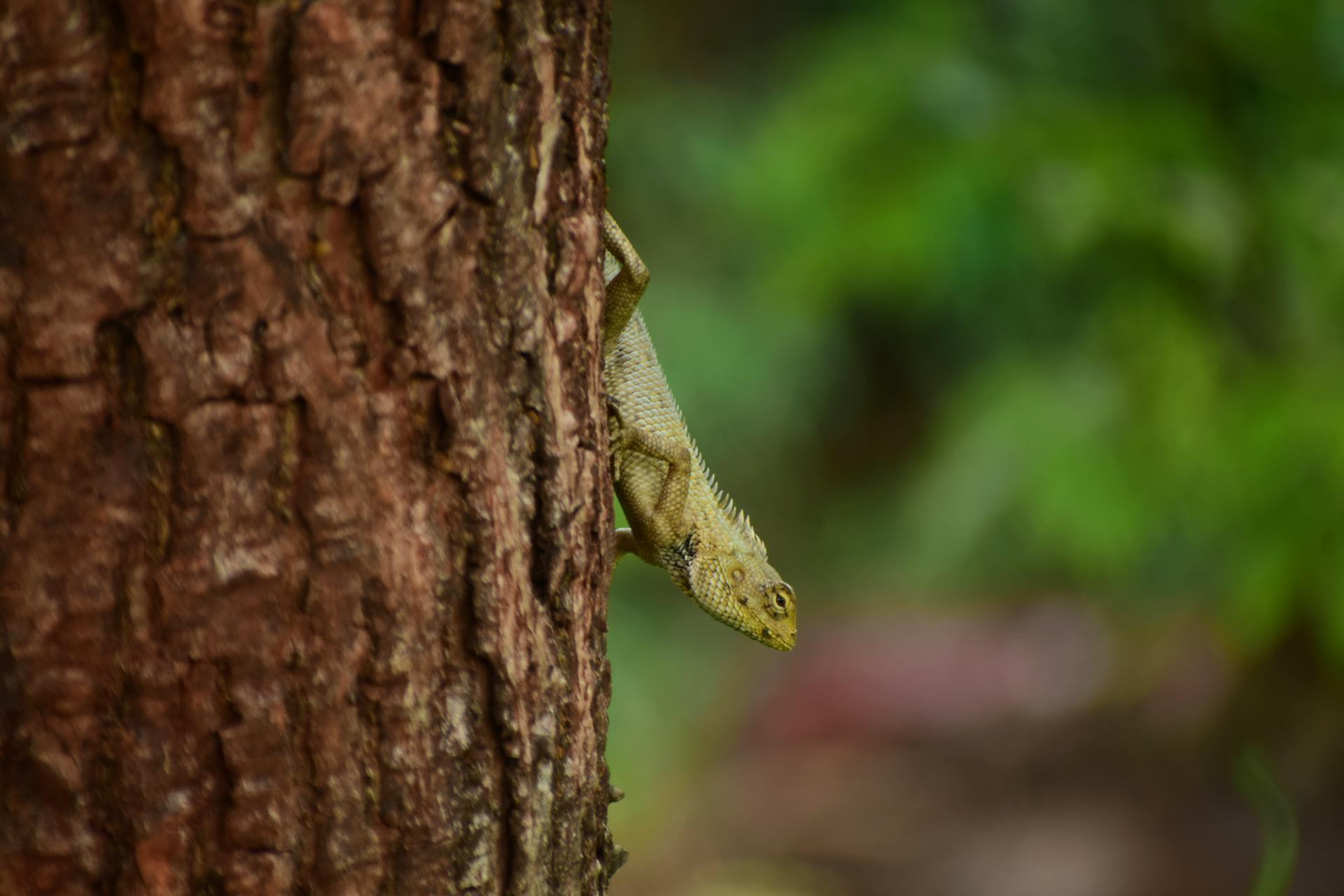 A chameleon blending into the tree bark in a lush tropical environment.