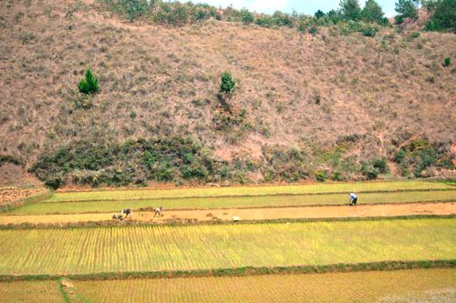 Free Scenic view of rural farmland with lush fields and distant farmers working. Stock Photo