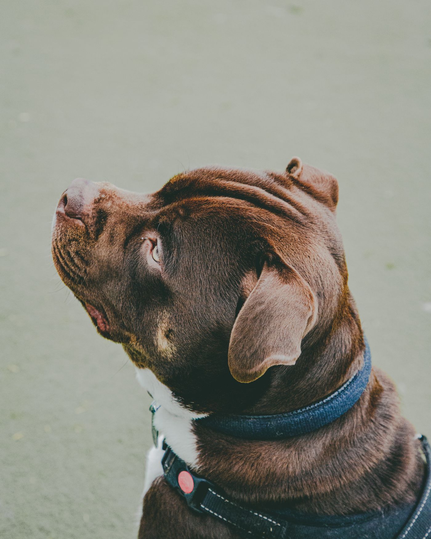 American Bully wearing a harness during an outdoor walk