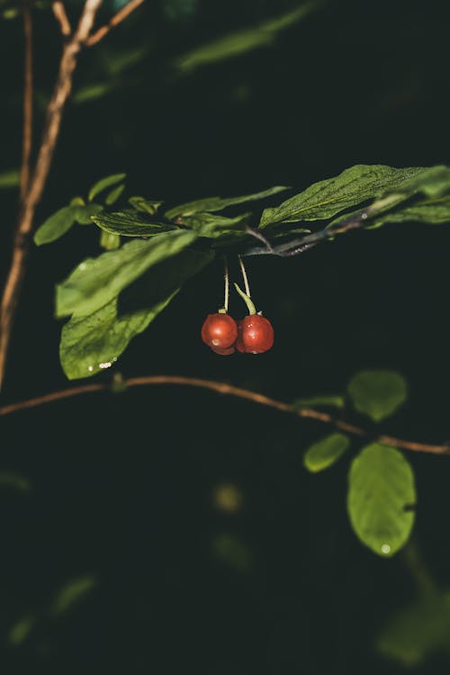 兩個紅櫻桃的選擇性焦點照片