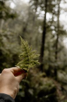 A person holding a fern leaf with a blurred forest background creating a natural scene.
