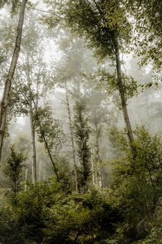 Serene mist-covered forest with tall trees and dense foliage, perfect for nature lovers.