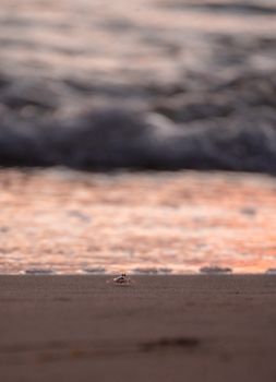 Close-up of a hermit crab on sandy beach during sunset with ocean waves in background.