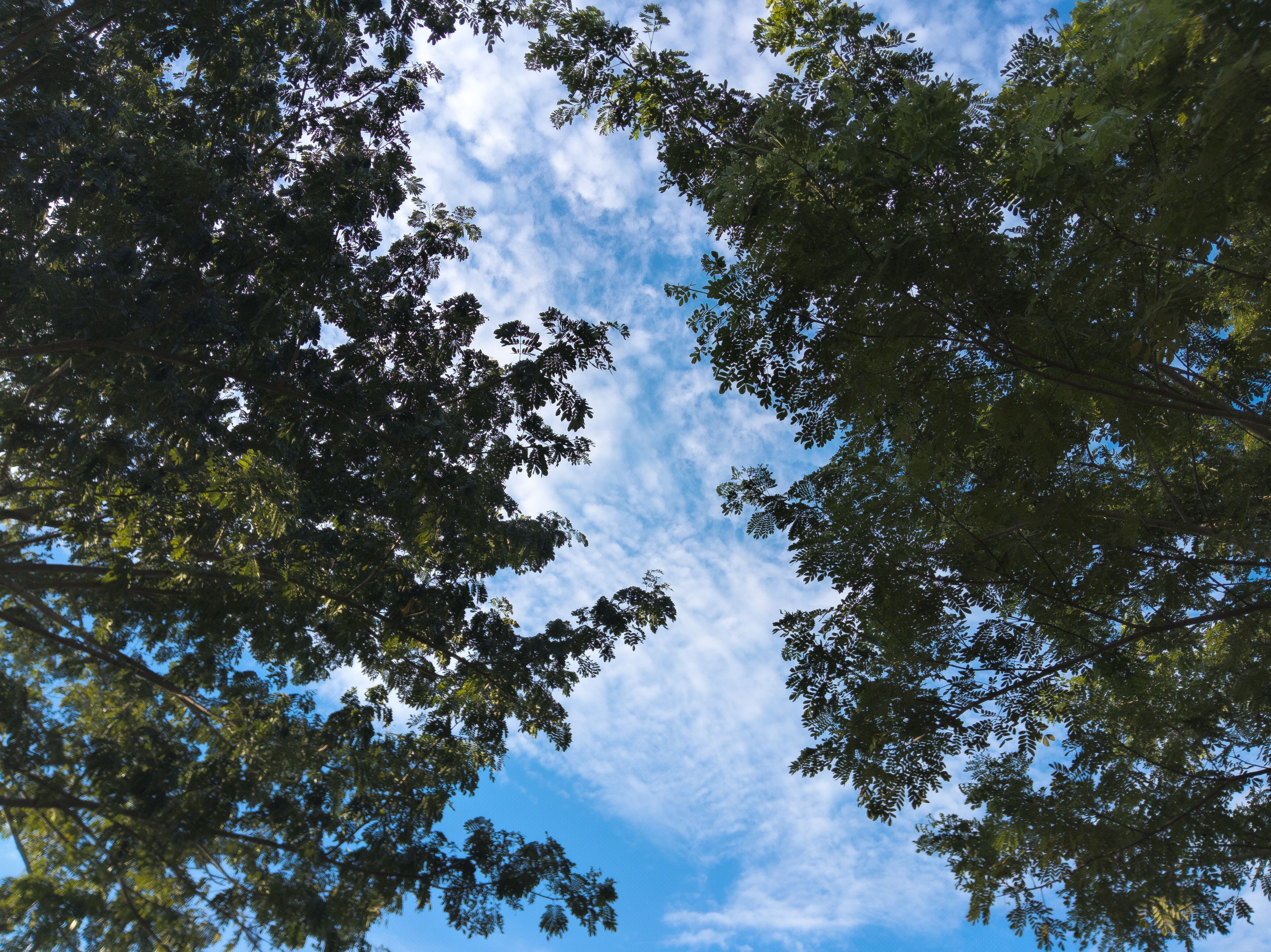 A view of trees and sky from above · Free Stock Photo