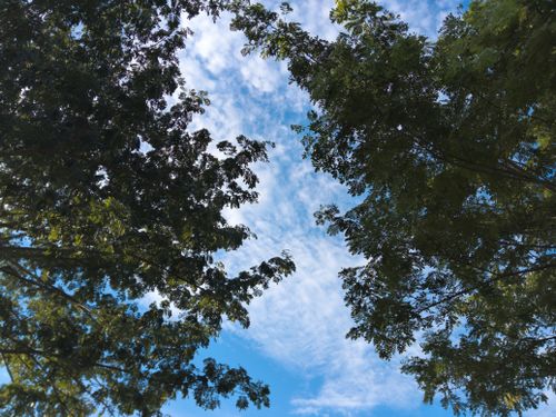 Free Lush green tree canopy frames a vibrant blue sky with scattered clouds. Stock Photo