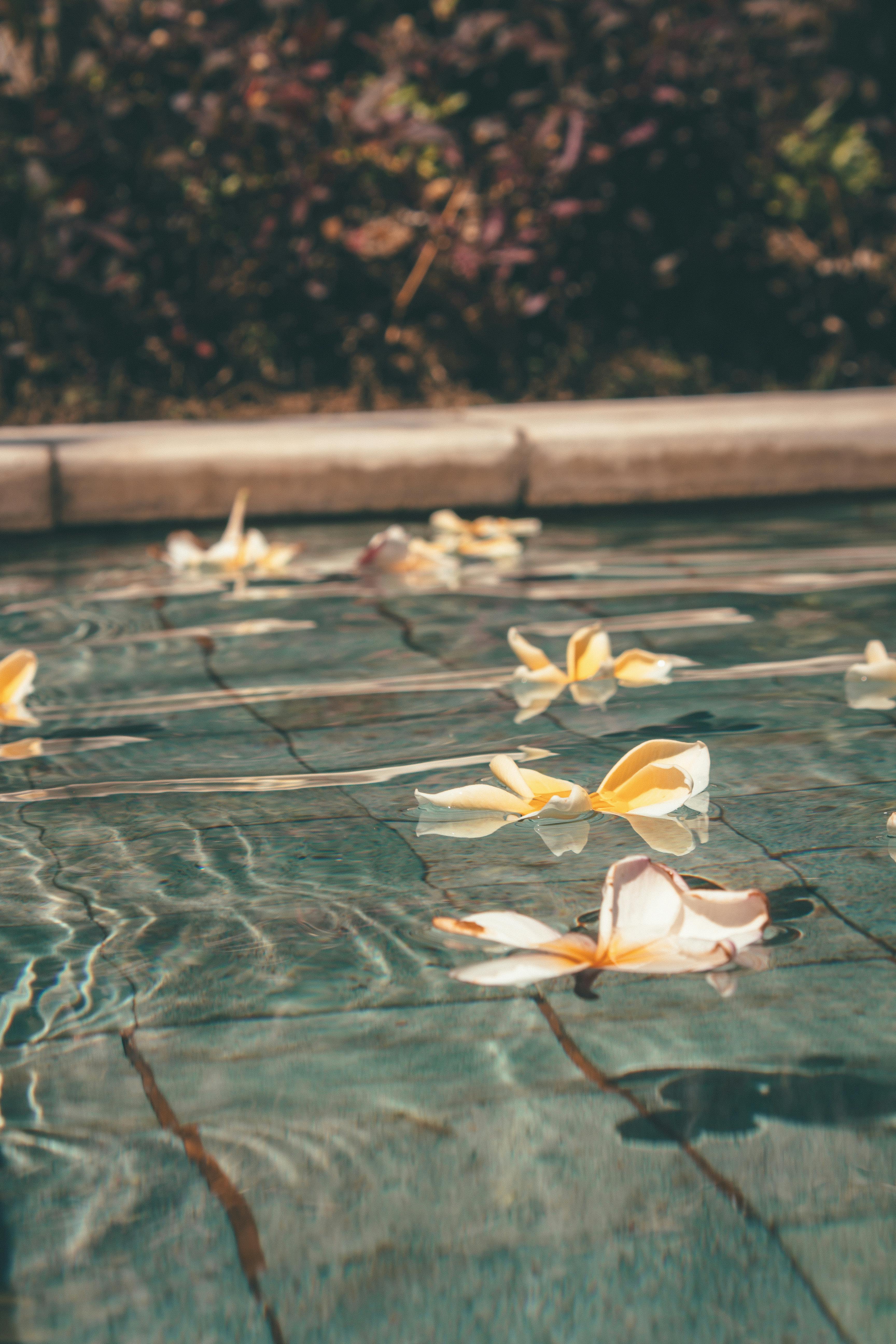 flowers in pool