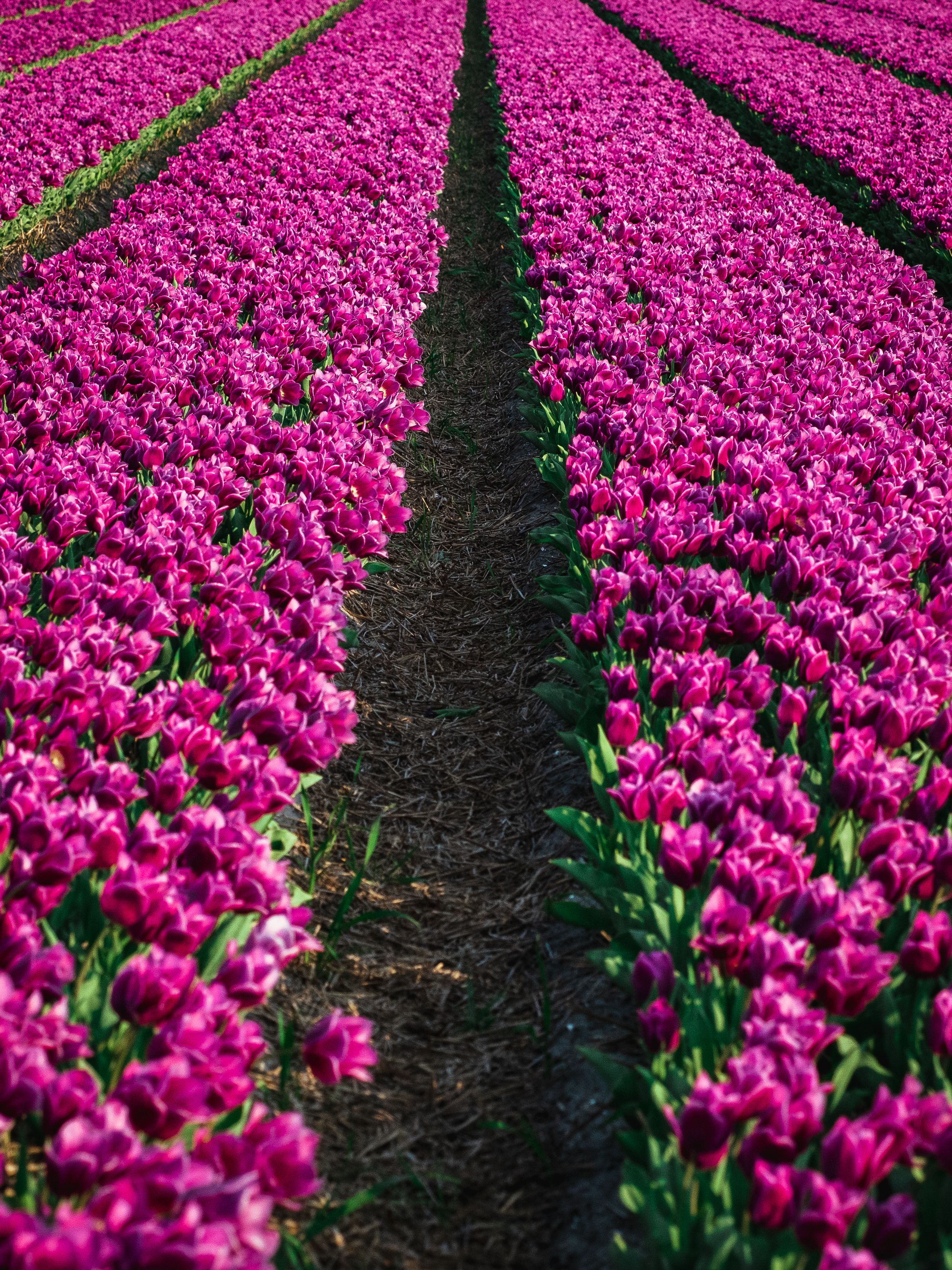 A Field of Pink Tulips · Free Stock Photo