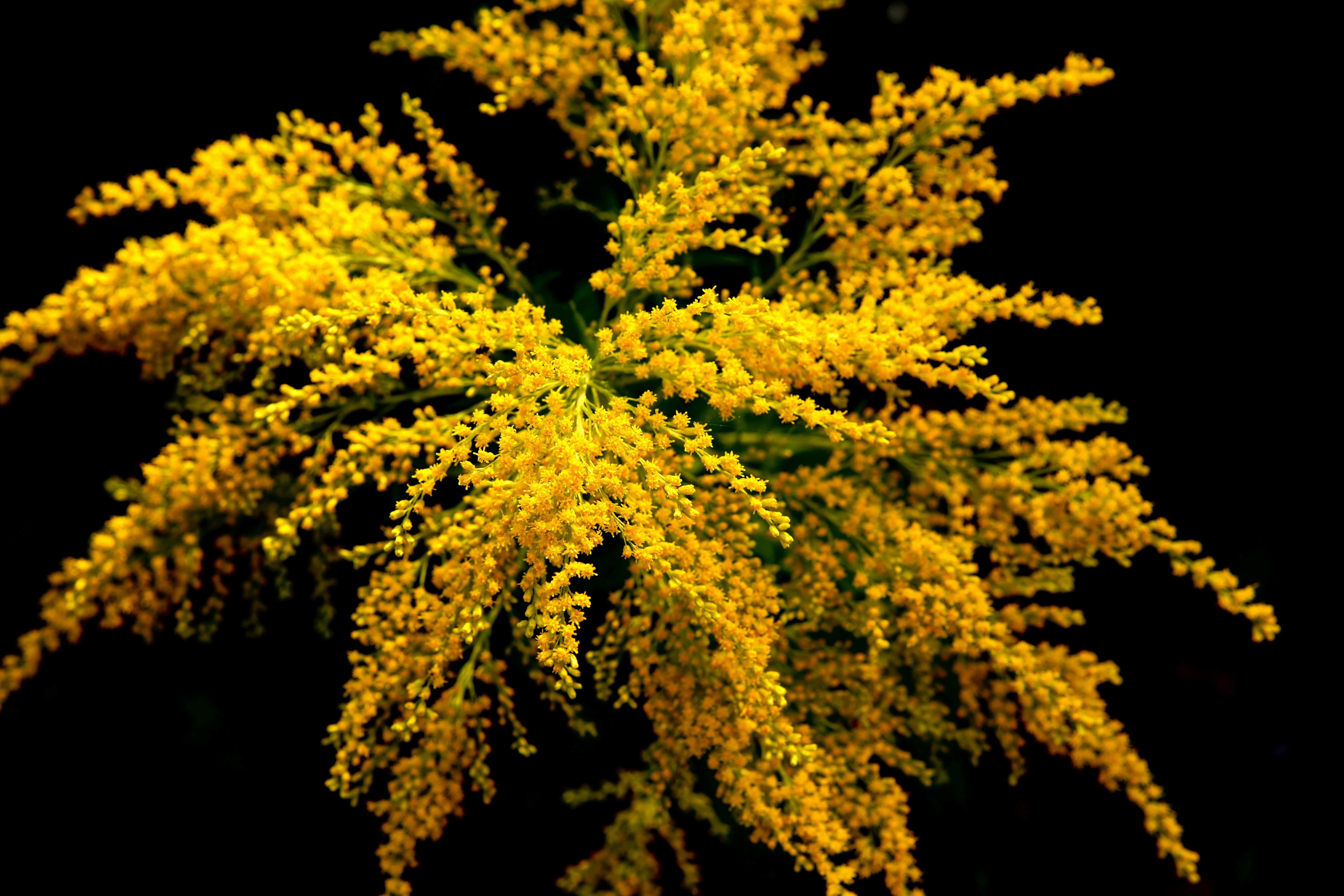 Acacia en Fleurs : Guide Complet des Variétés