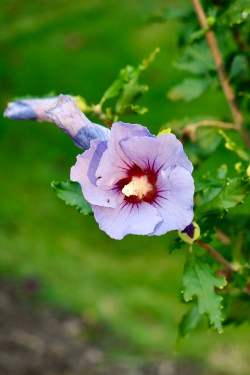 Free Vibrant purple hibiscus flower in full bloom outdoors, surrounded by lush green leaves. Stock Photo