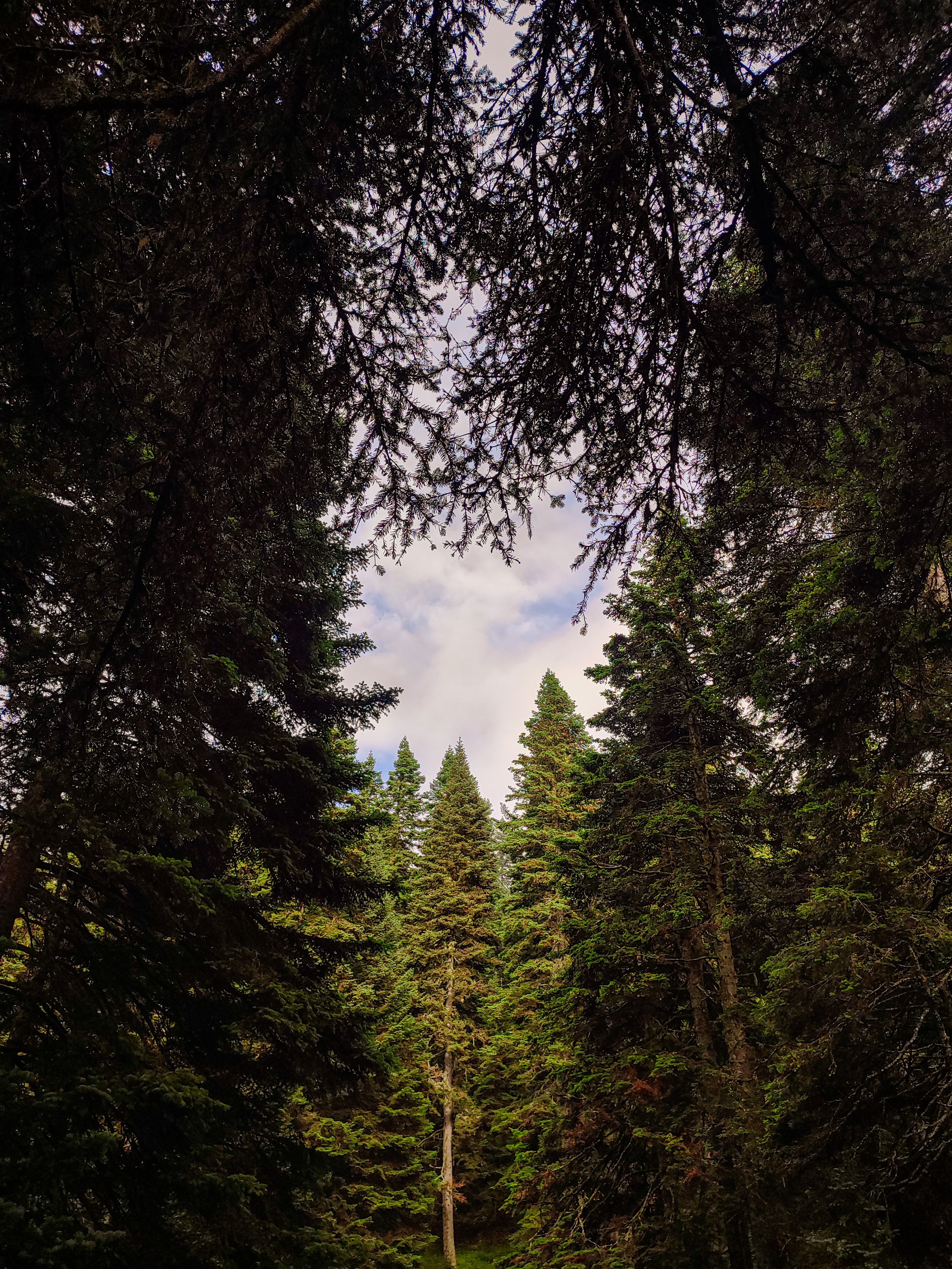 Serene Pine Forest Canopy with Blue Sky · Free Stock Photo