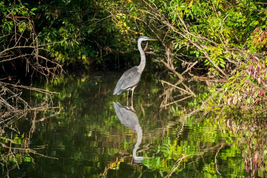 Swamp airboat with Cajun guide — New Orleans