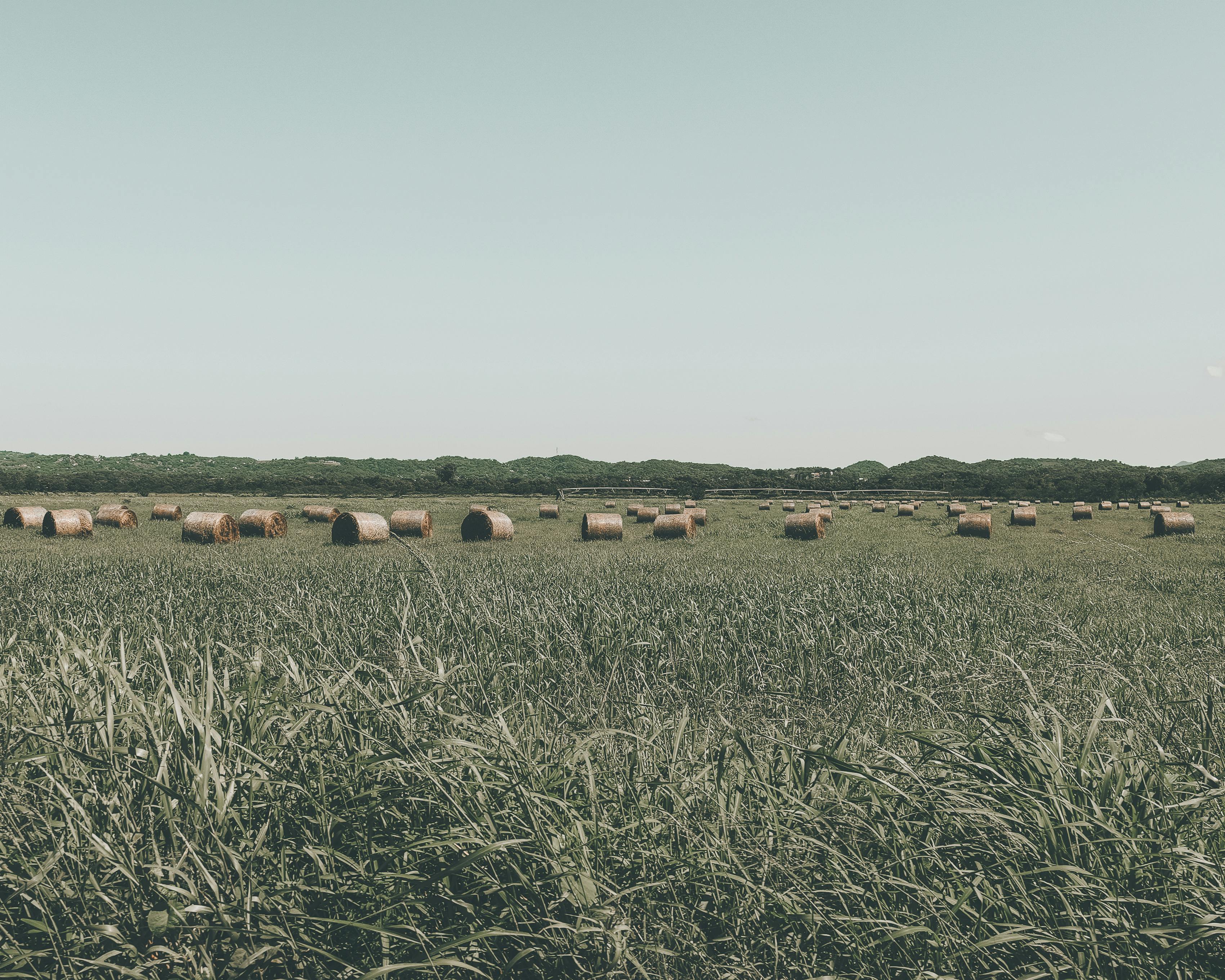 hay bales in a field with a blue sky