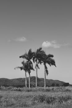 Monochrome image of palm trees against a mountainous backdrop in Puerto Rico.