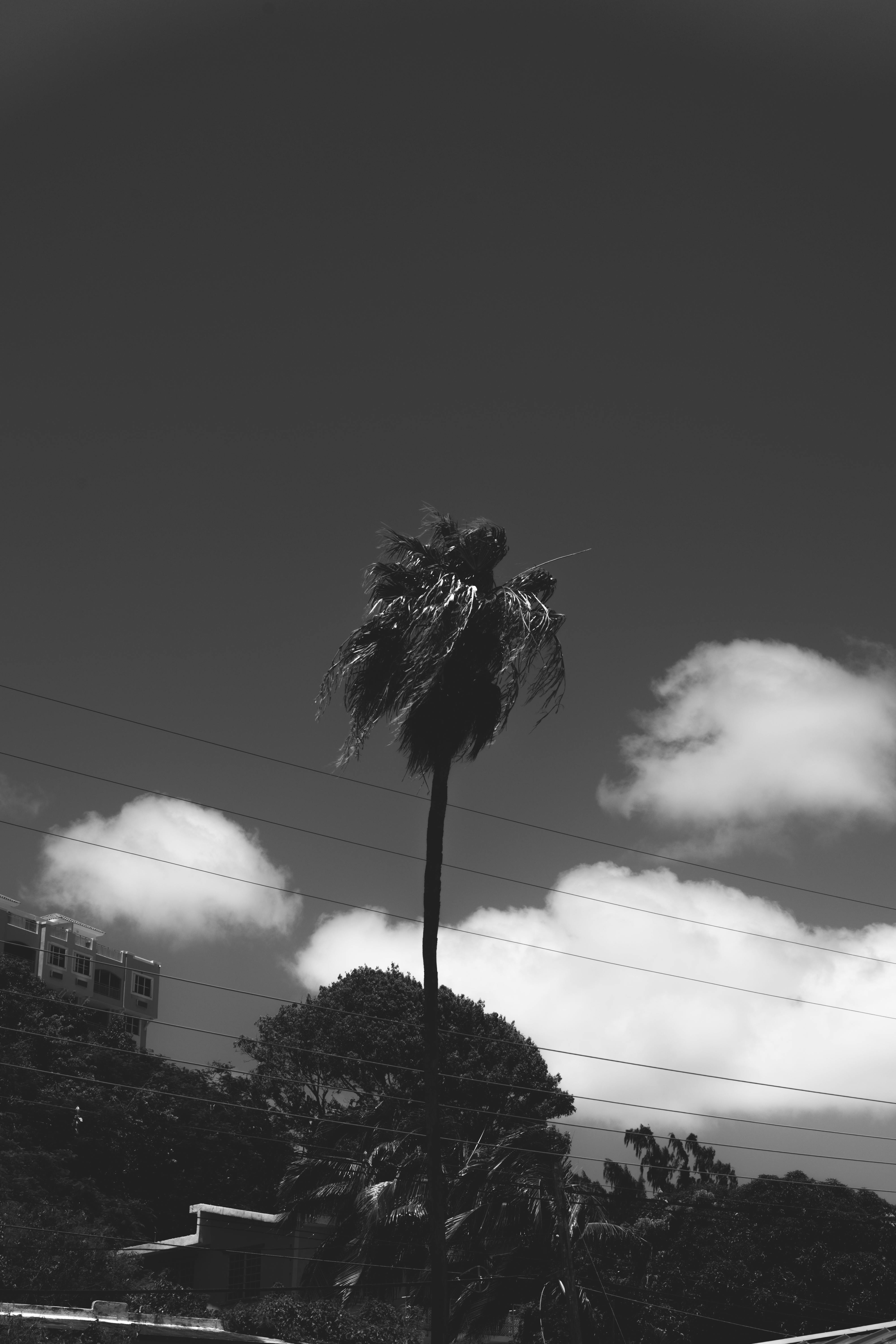 a black and white photo of a palm tree