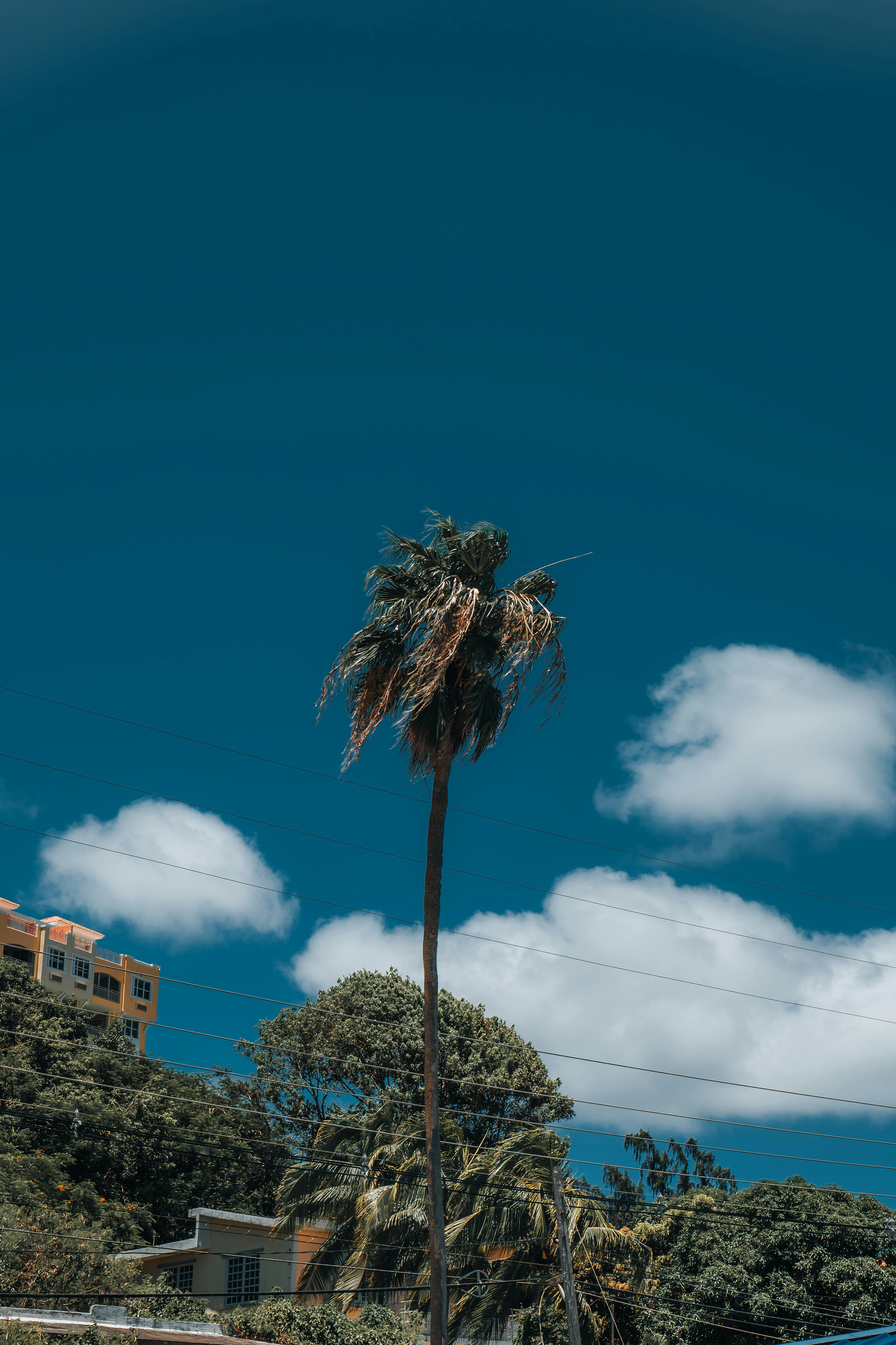 Vibrant view of a tall palm tree under a clear blue sky in San Juan, Puerto Rico.