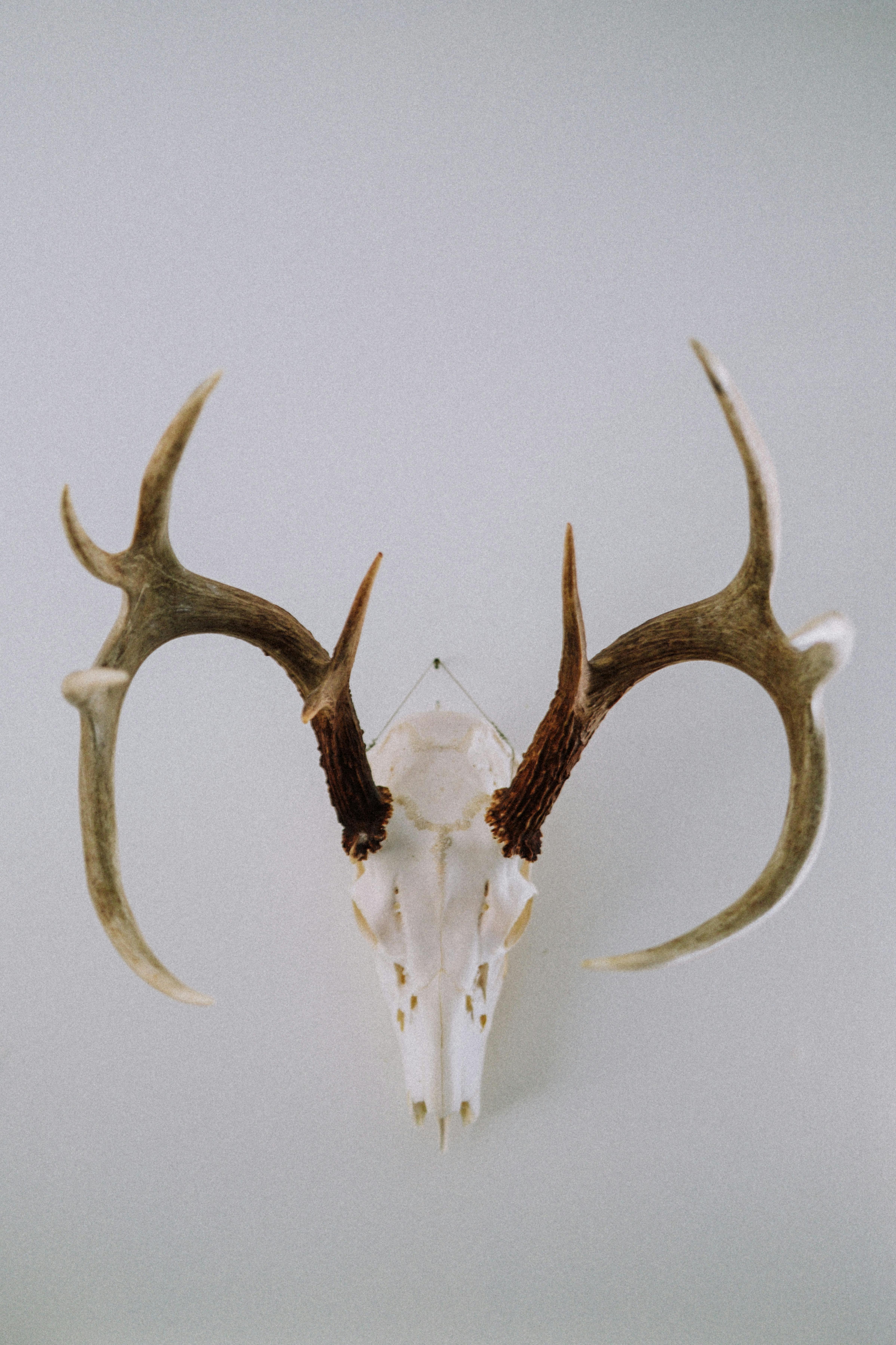 grátis Foto profissional grátis de acessório, América do Norte, américas Foto profissional