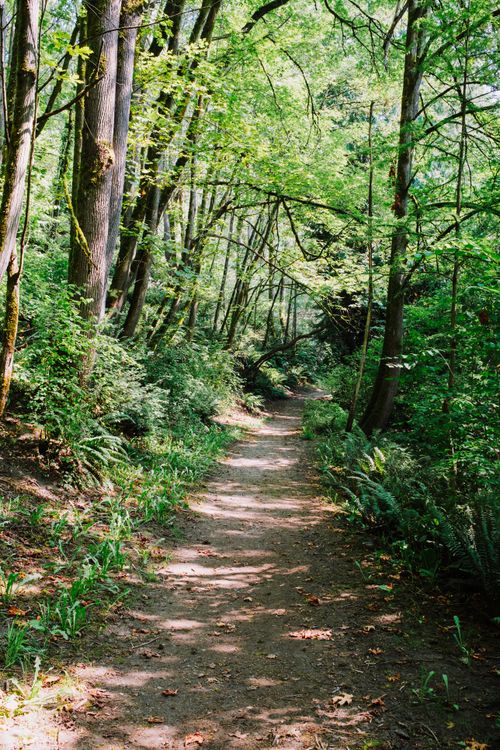 Free A serene forest trail in Seattle, WA, showcasing lush greenery and natural beauty. Stock Photo