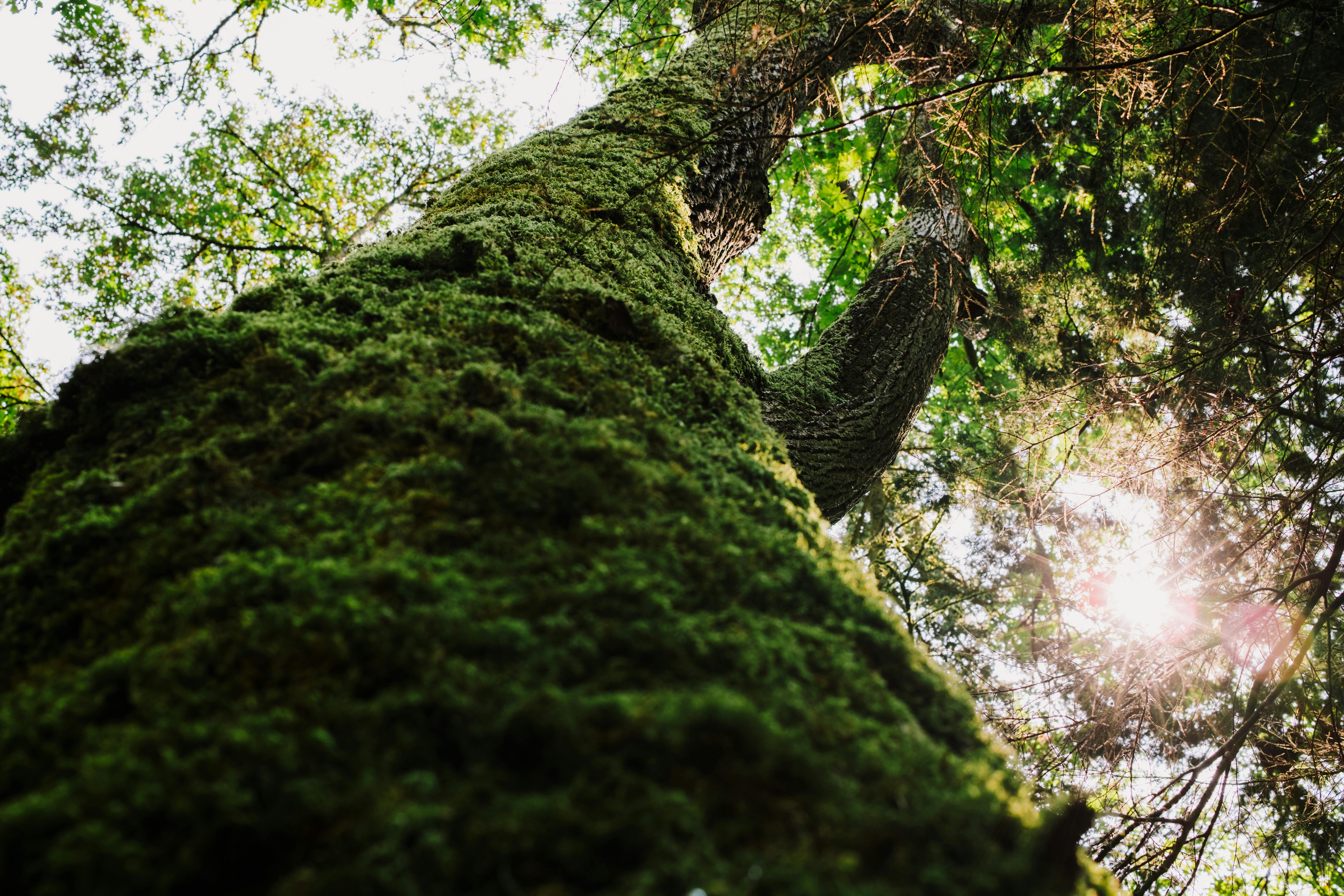 IT and Environmental, Social, and Corporate Governance (ESG), Part One: A CEO and Board Concern — Photo by K on Pexels