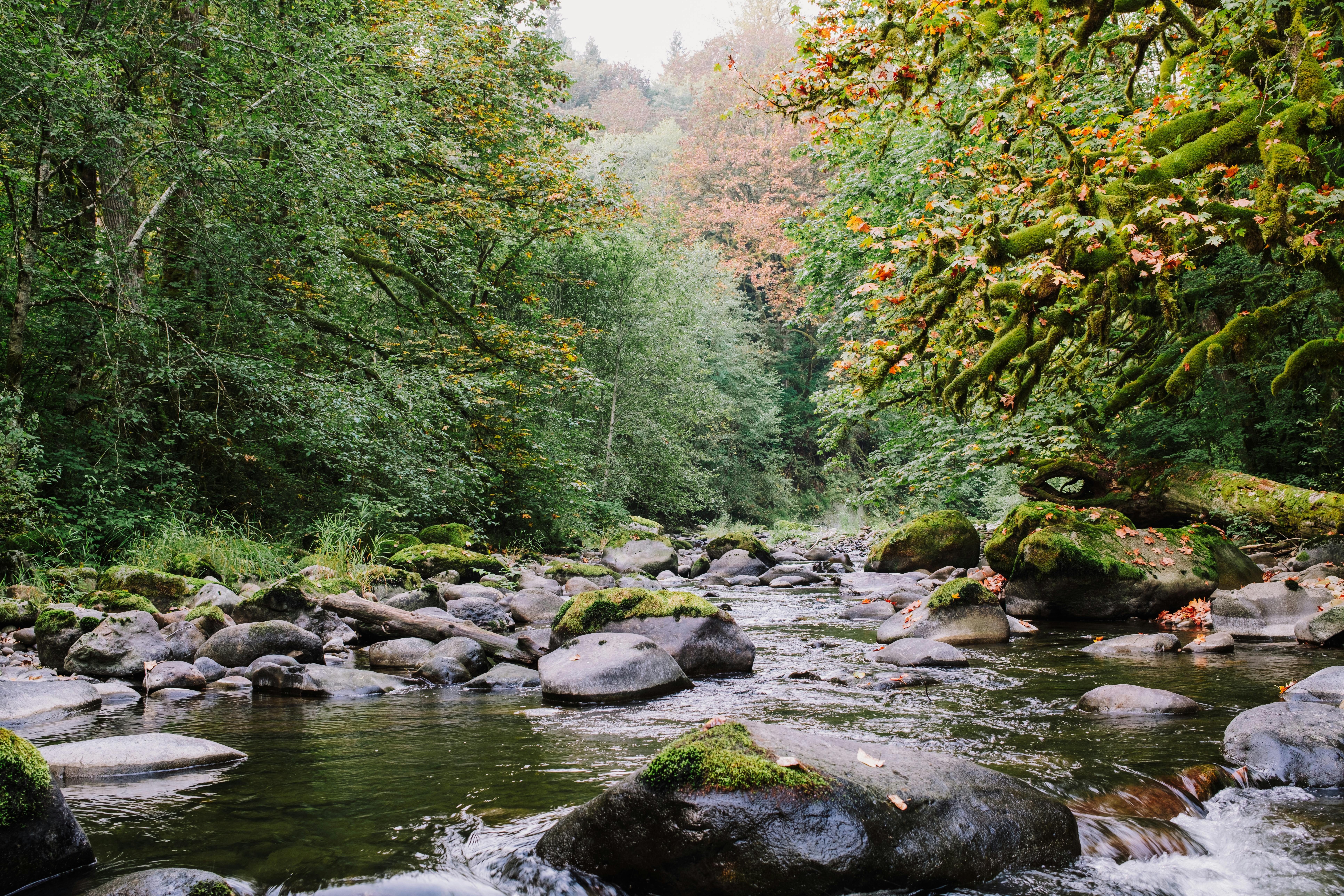 🌸 Природні антидепресанти та їх вплив на емоційний стан у контексті вигорання.
