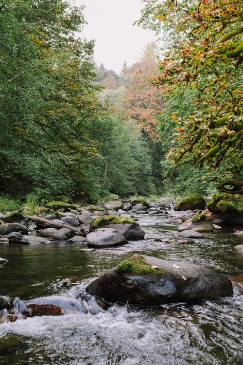 Free Tranquil river in Seattle forest surrounded by colorful autumn foliage and moss-covered rocks. Stock Photo