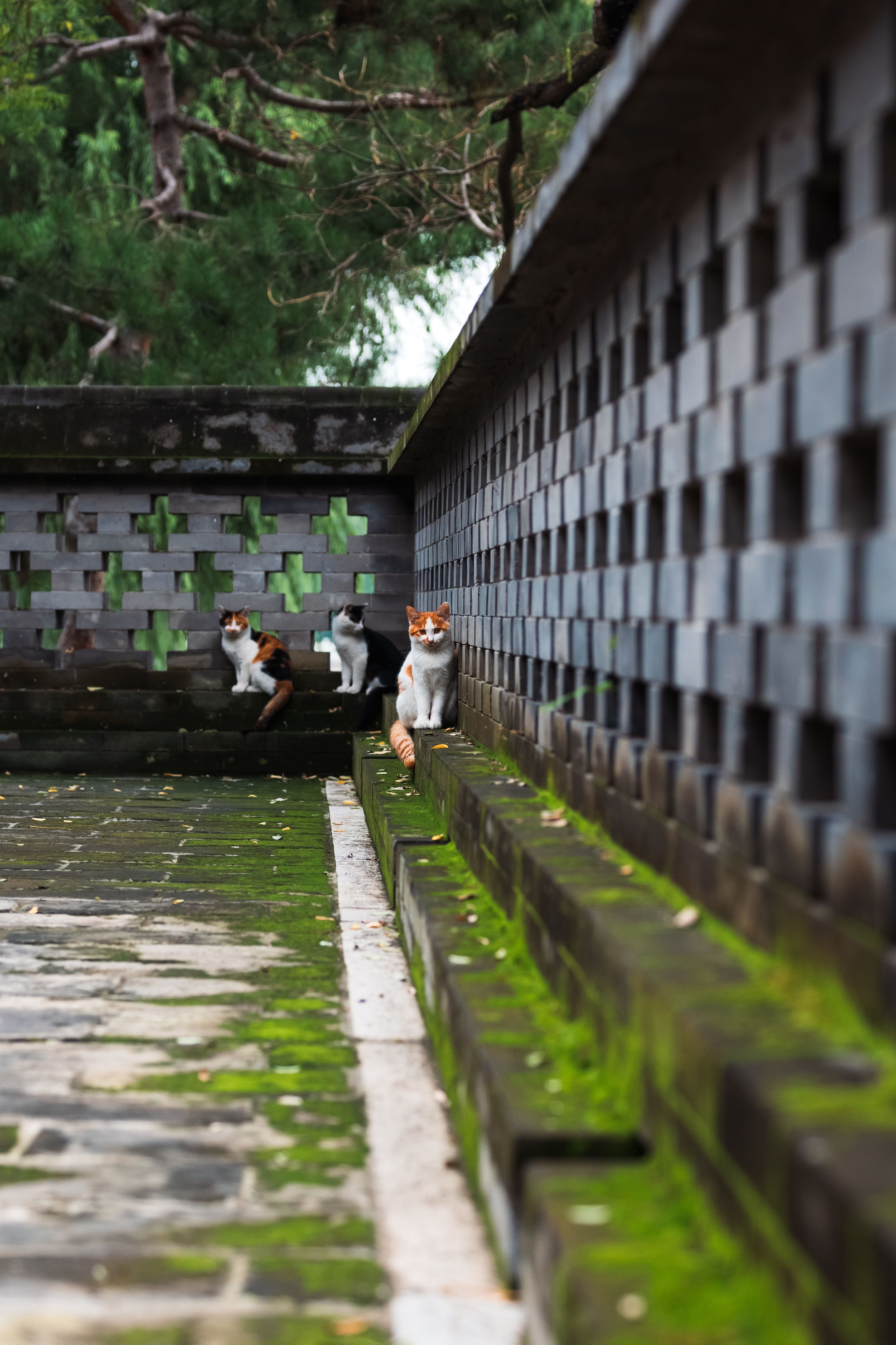 Cats sitting on a moss-covered stone wall in an outdoor setting.