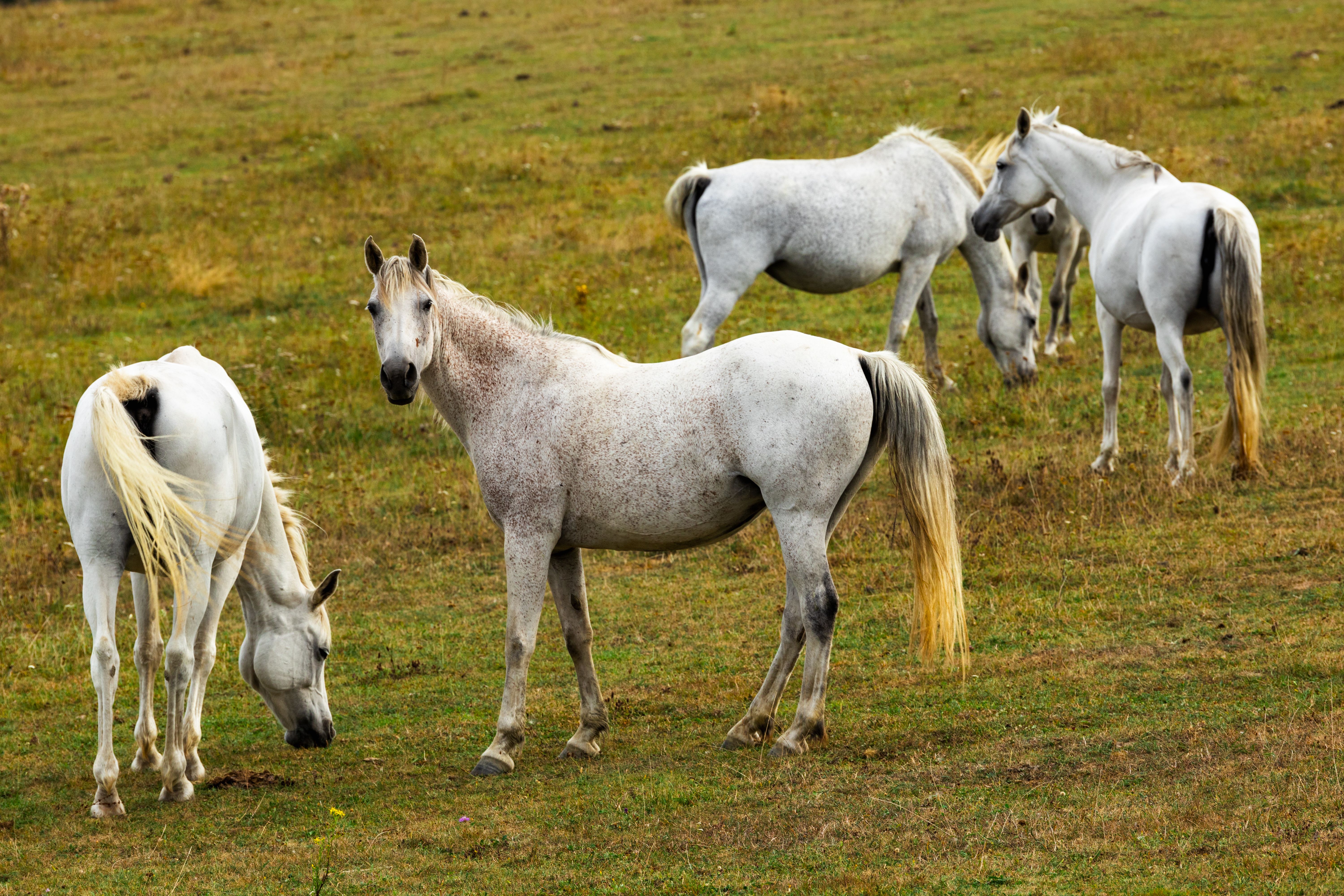 White horses graze peacefully in a Czech pasture, showcasing rural beauty.