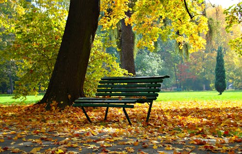 Why Fall Leaves Turn Bright Colors Every Year