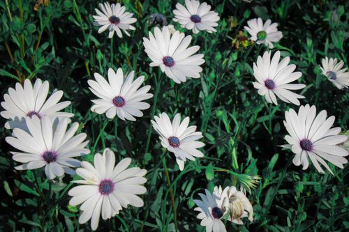 Free Vibrant white daisies with lush green foliage in a sunny garden setting. Stock Photo