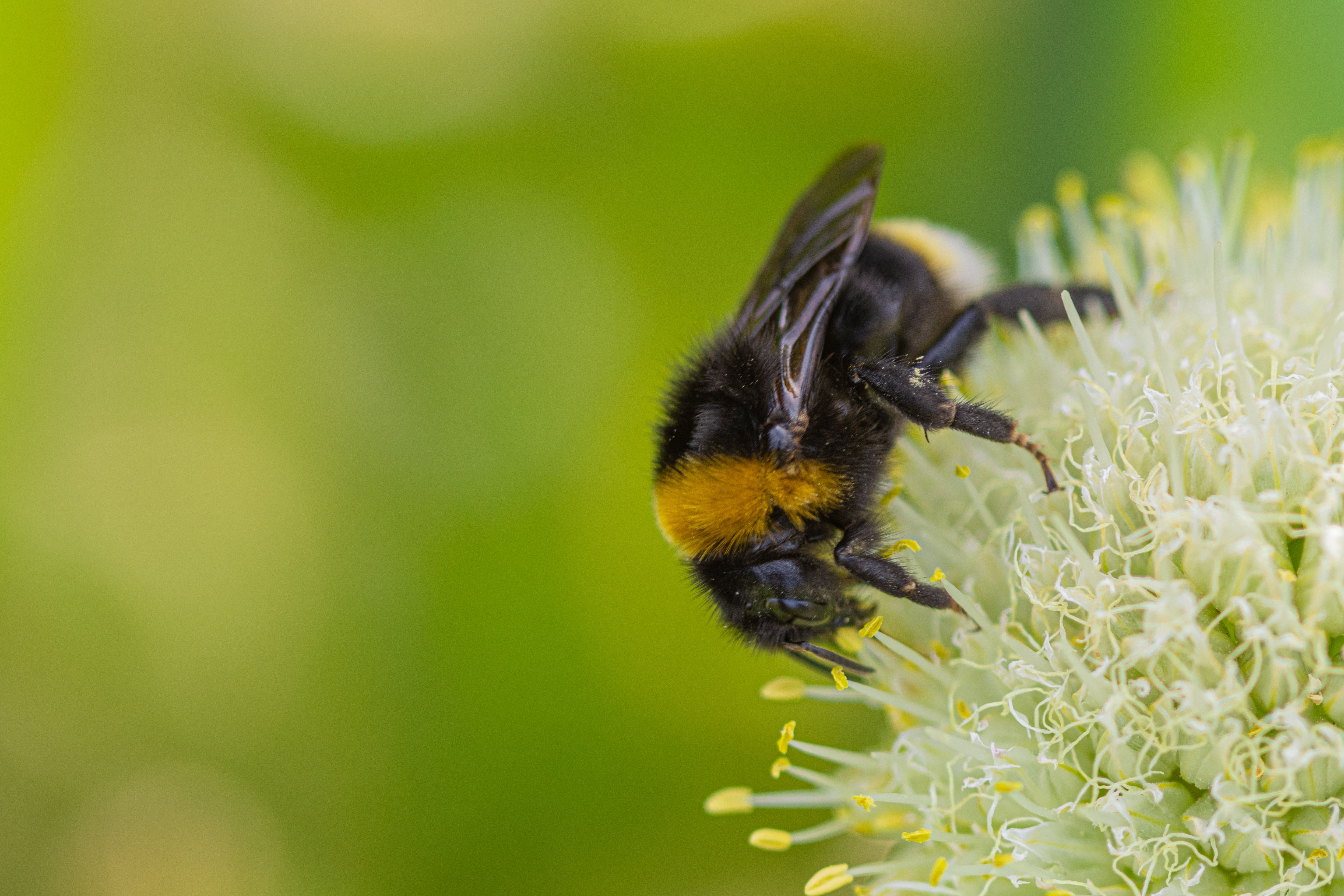 бесплатная Бесплатное стоковое фото с bombus, боке, ботанический Стоковое фото