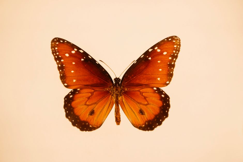 Tiny Solar-Powered Transmitters and Your Smartphone Could Crack the Monarch Butterfly Mystery
