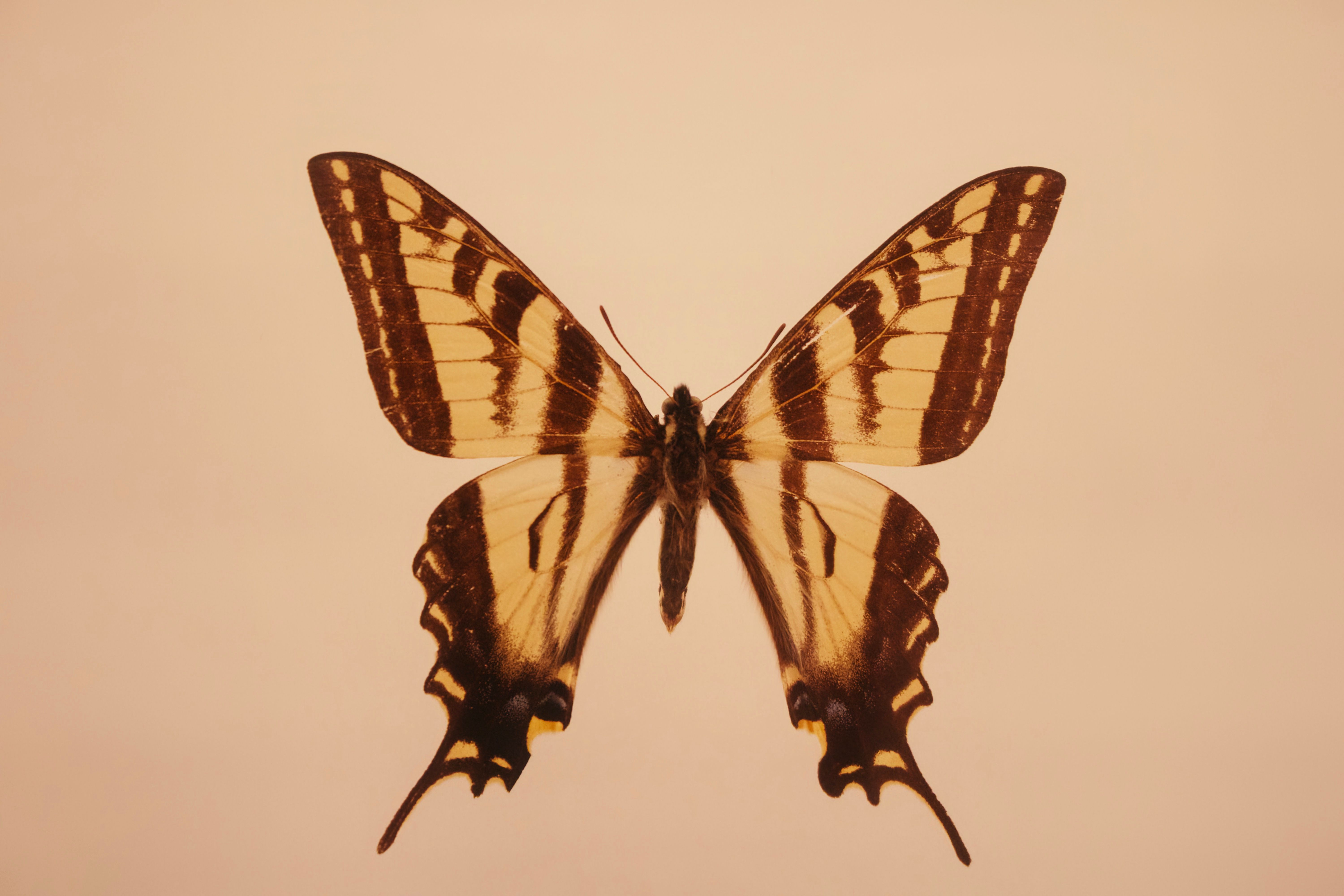 Eastern Tiger Swallowtail · Free Stock Photo