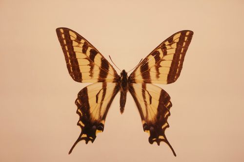 Free Detailed image of a Swallowtail butterfly showcasing wing patterns in a natural setting. Stock Photo