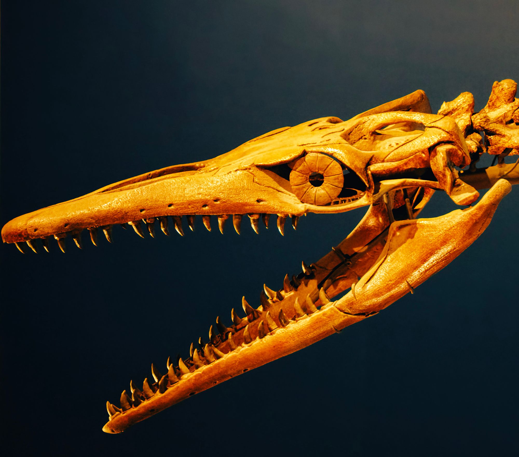 Ichthyosaur Fossil Caught Mid-Meal Eating a Pterosaur — Then Kronosaurus Struck