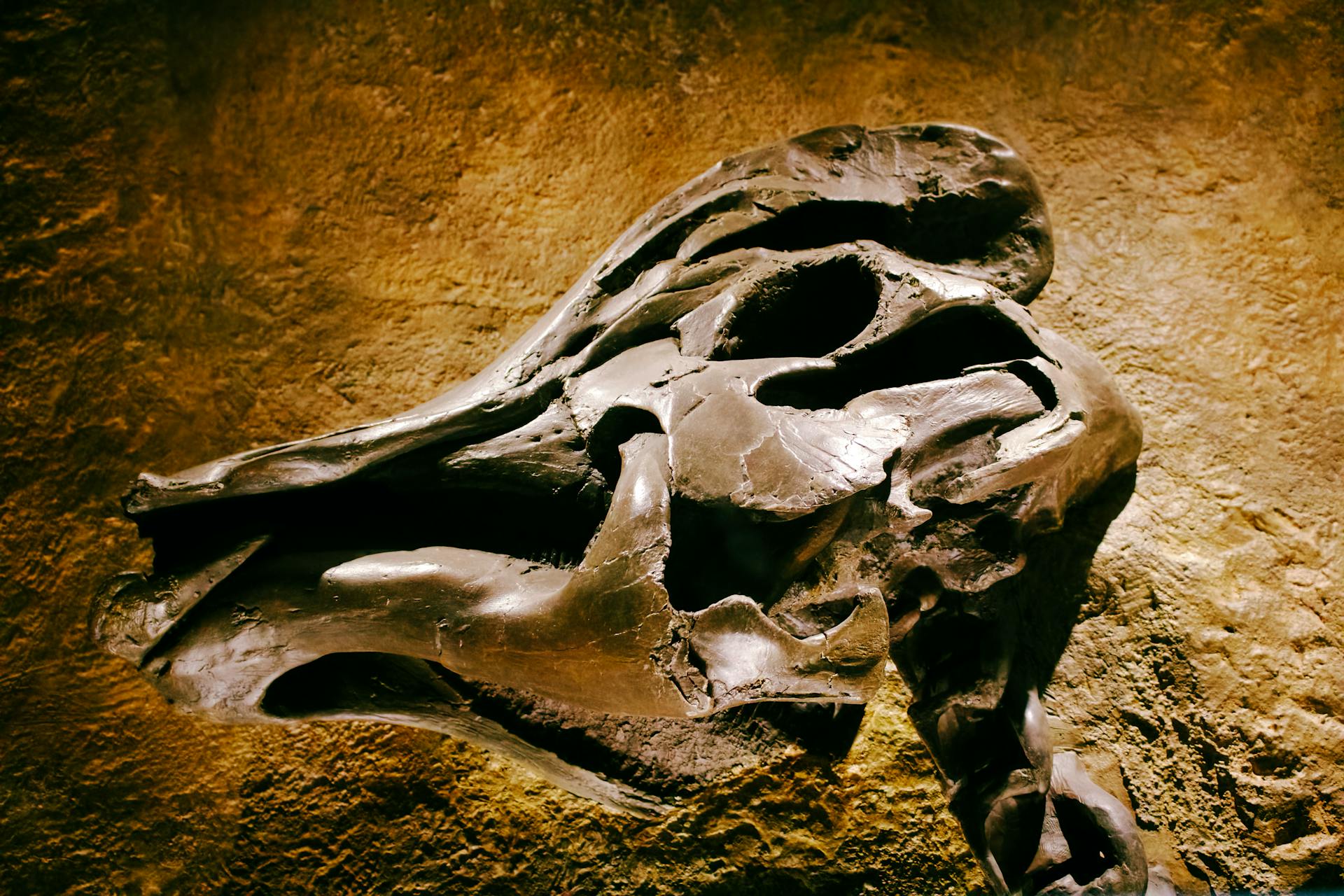 Detailed view of a prehistoric dinosaur skull fossil on a textured rock background.