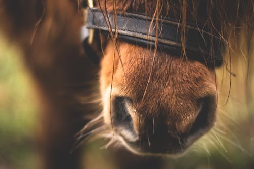 Free Close-up of Horse Nose Stock Photo