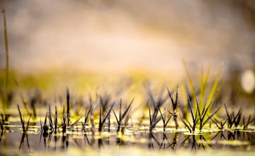 açık su, çim, su üzerinde çim içeren Ücretsiz stok fotoğraf