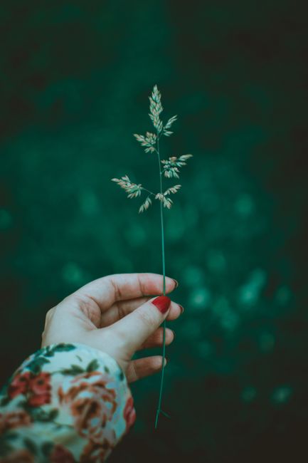 A woman's hand holding a delicate plant stem outdoors, showcasing nature's simplicity.