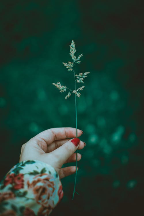 Free Person Holding Green Leaf Stock Photo