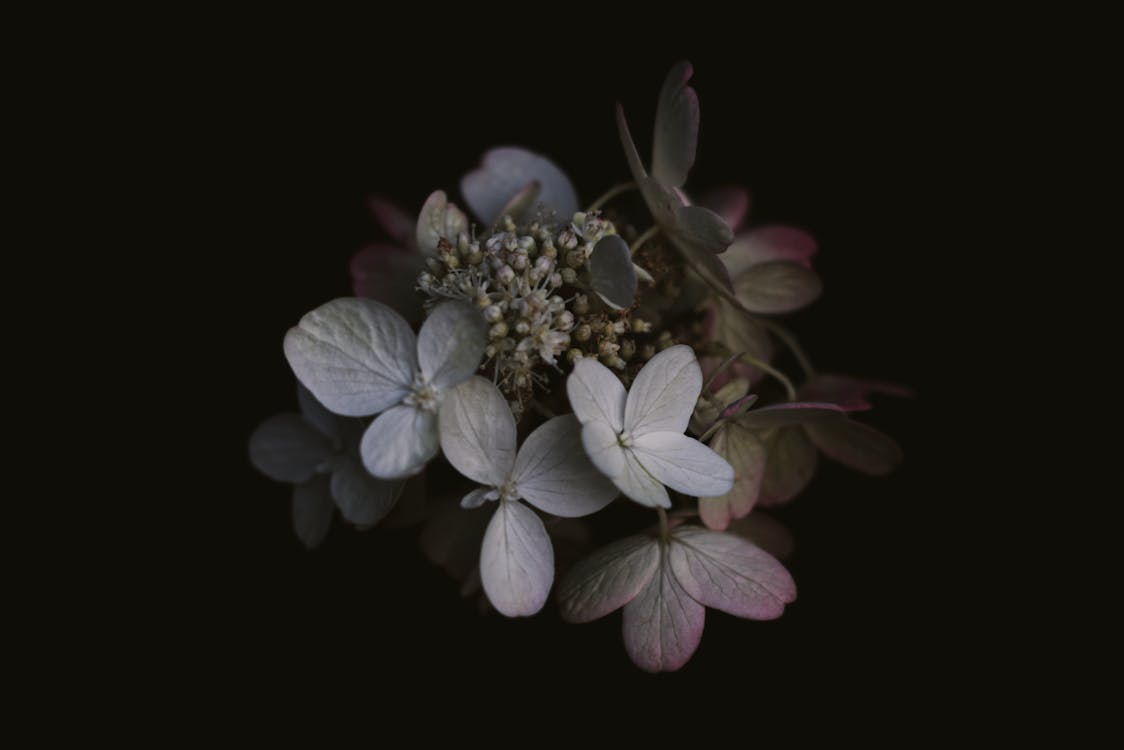 Close-Up Photo Of Flowers