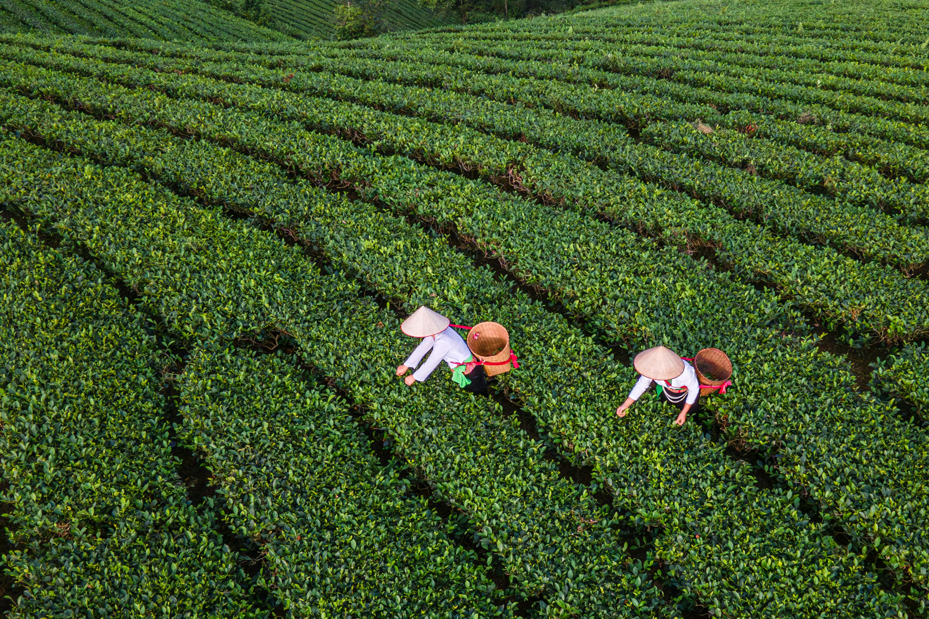 Aerial view of tea farmers at work in lush Vietnam plantation.