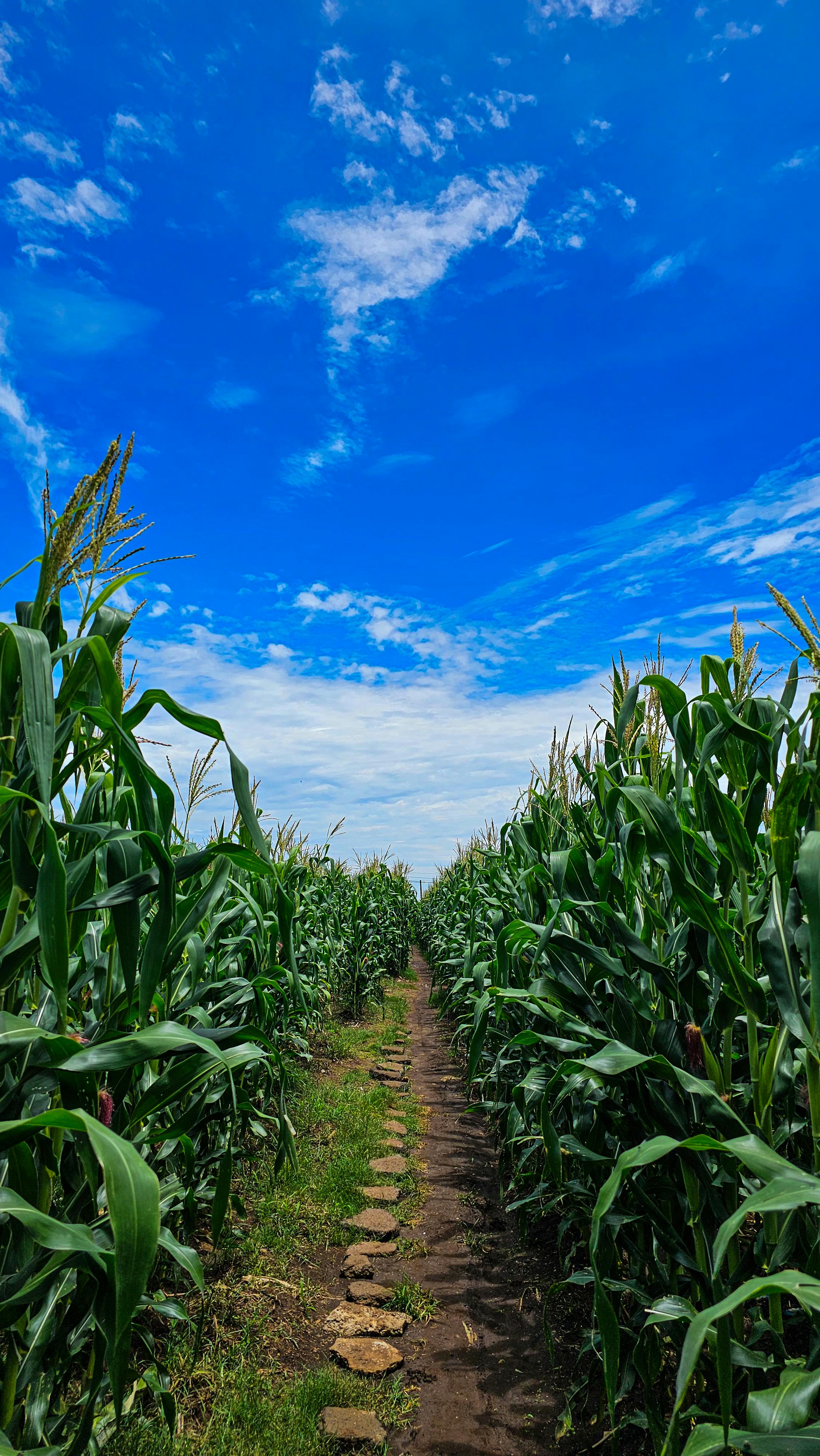 Explore a lush cornfield under a clear blue sky in El Congo, Santa Ana, ideal for agriculture themes.