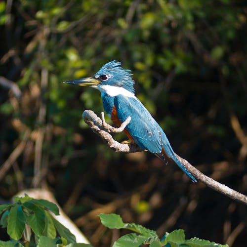 Free stock photo of blue bird, kingfisher