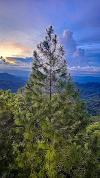 Tall pine tree set against a picturesque mountainous landscape in Comasagua, El Salvador.