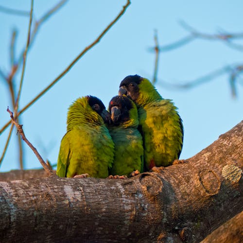 Free stock photo of green birds, happy family, parrots