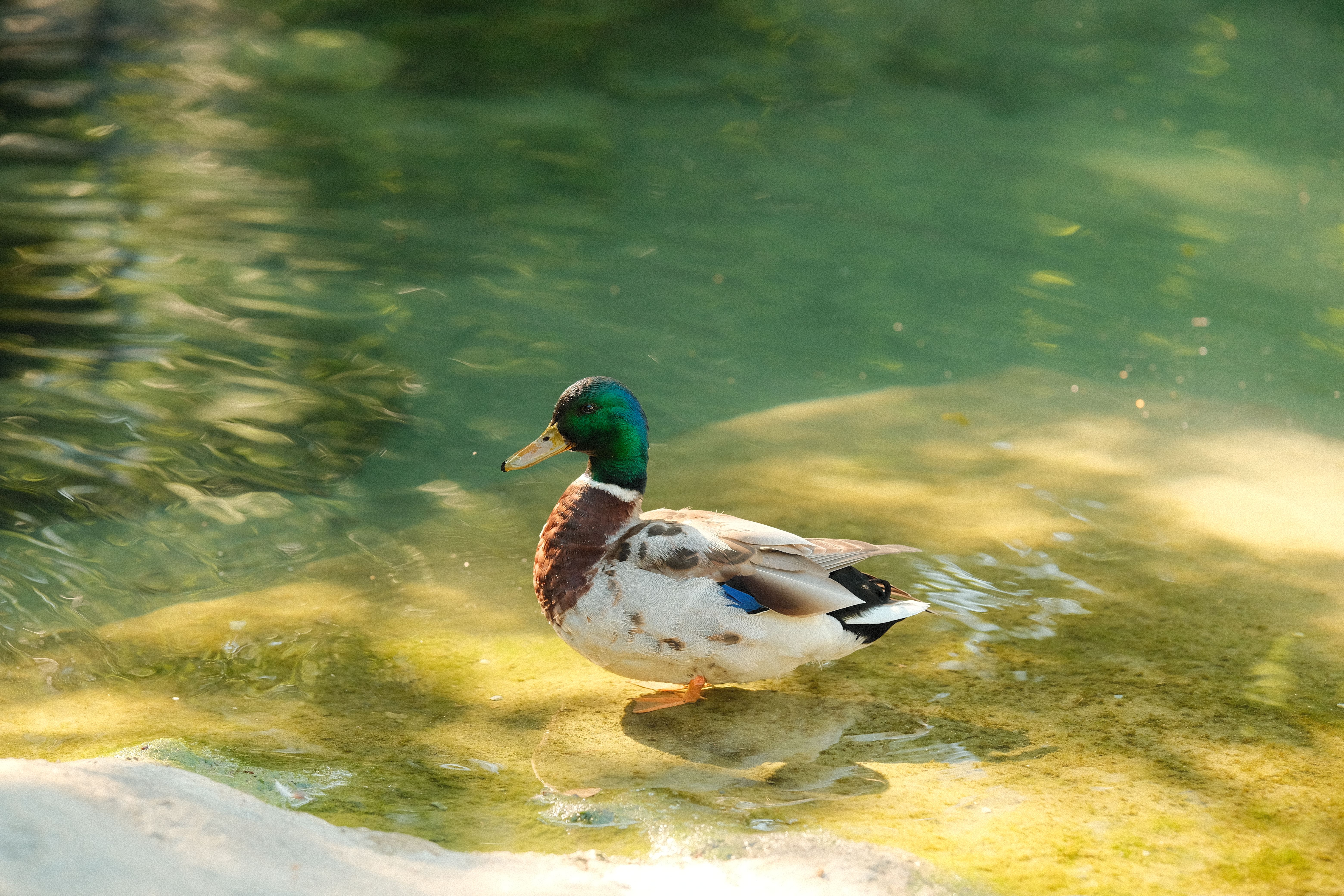 A duck is standing in the water · Free Stock Photo