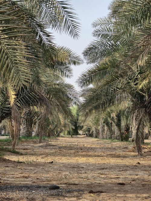 Free Explore the serene beauty of palm trees in Dubai's desert oasis, offering an exotic tropical escape. Stock Photo
