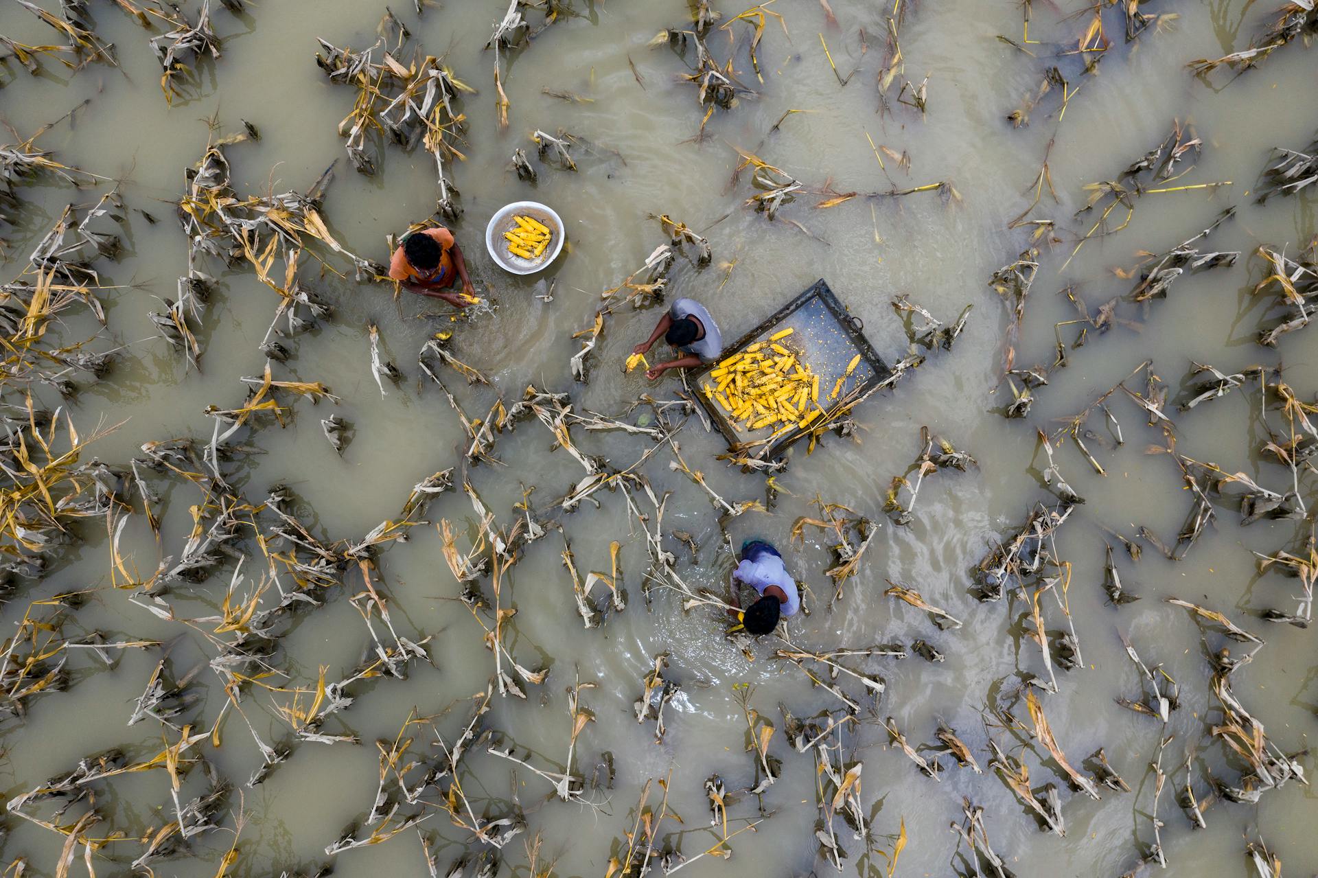 Farmers Working in Water on Rural Field with Corn